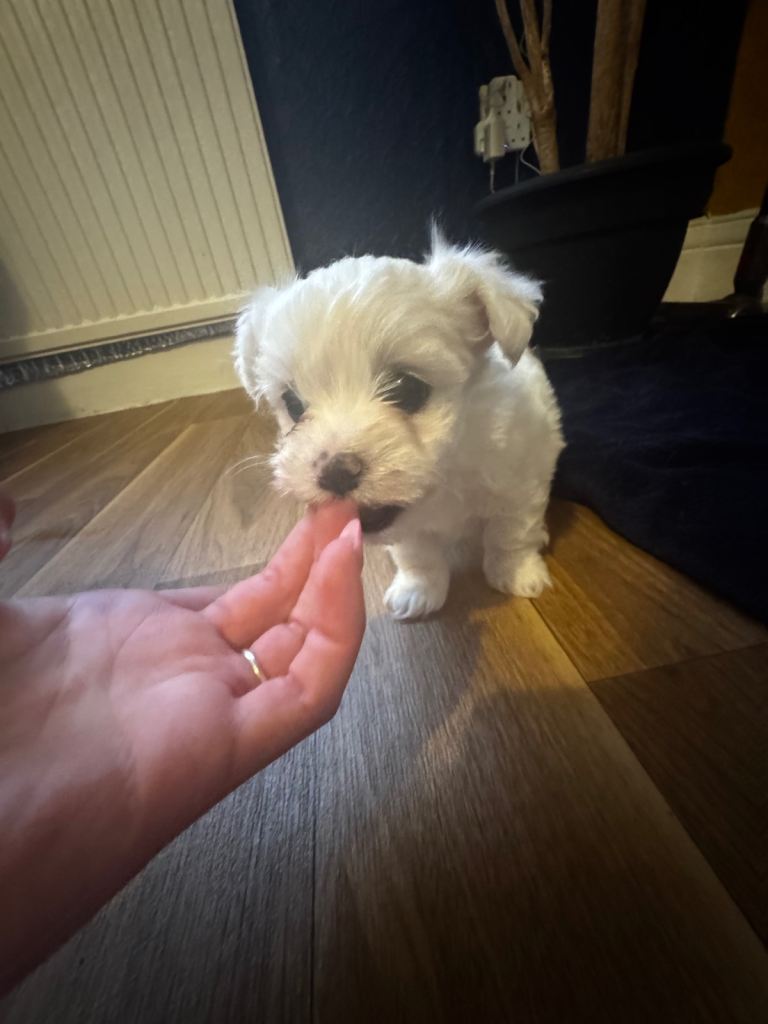 Maltese Puppy