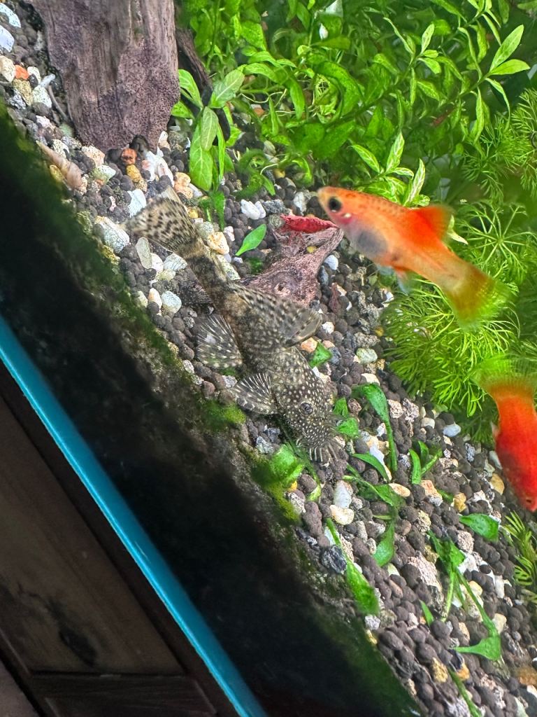 Adult bristlenose female + more