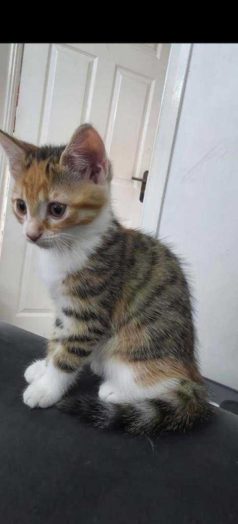 Beautiful tabby/ginger kitten