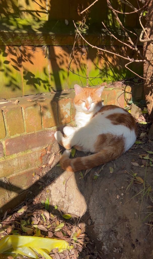 Rehoming my cat 