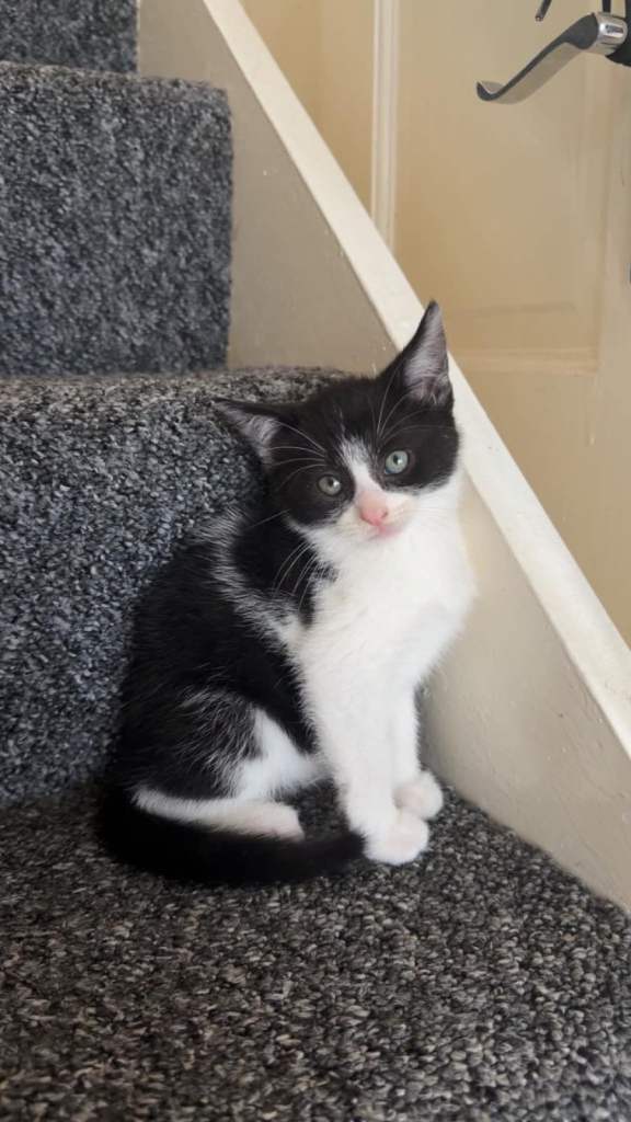 SELLING ONE MALE KITTEN