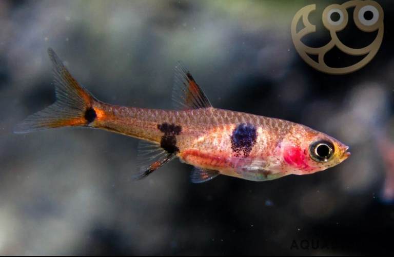 Phoenix Rasbora