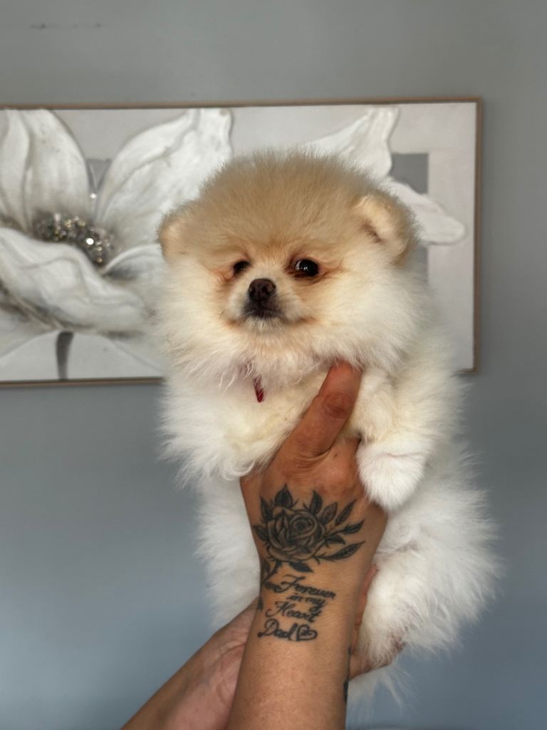 Pomeranian 