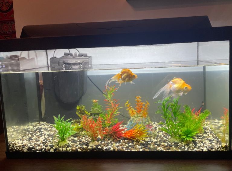 Tetra 105 L LED fish tank with fish