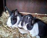Baby Dutch rabbits for sale