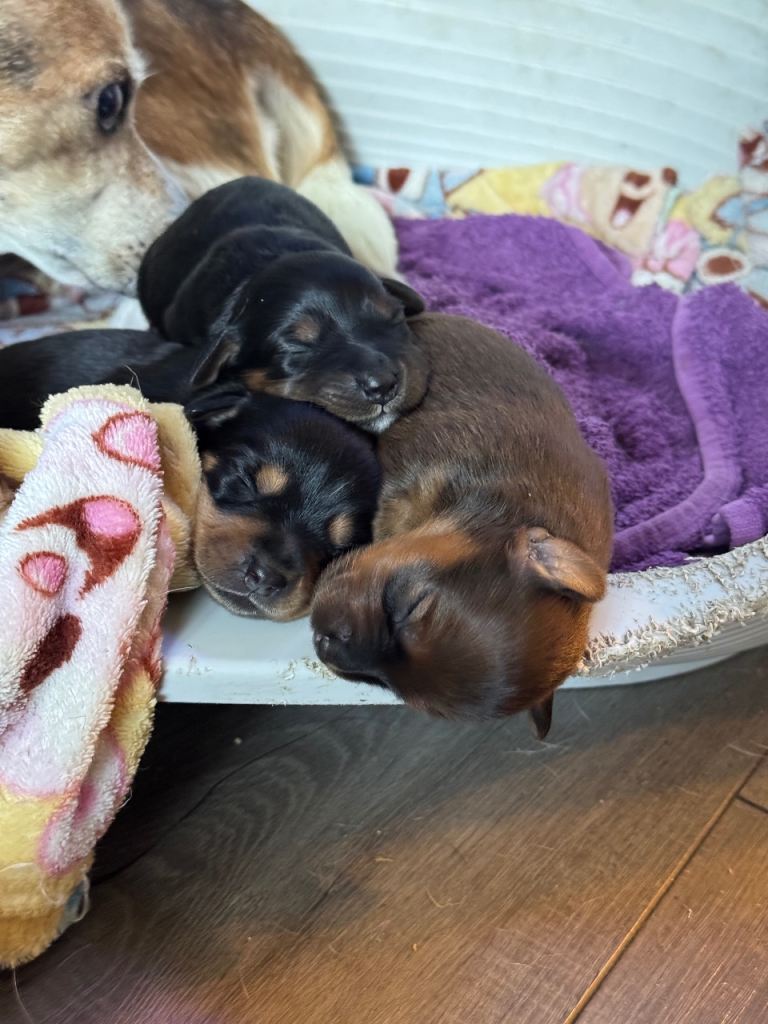 Jack Russell cross Dachshund puppies 