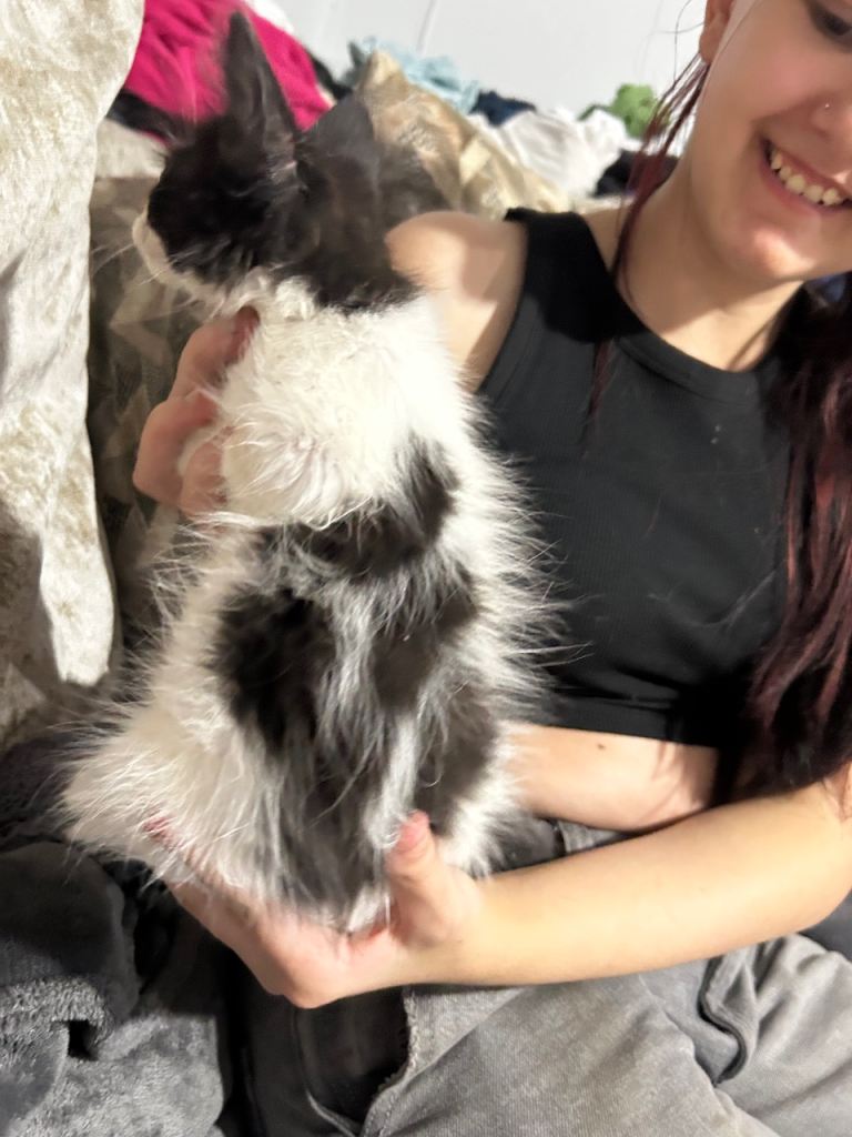 beautiful kittens ready now one boy one girl 