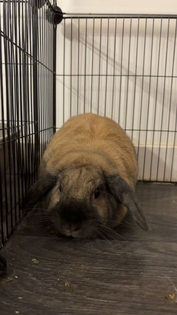 Rabbits need a new home 