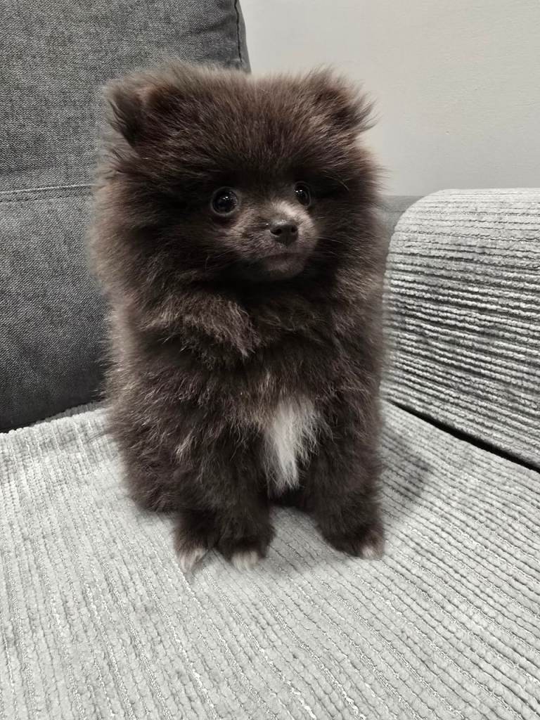 Blue pomeranian puppy