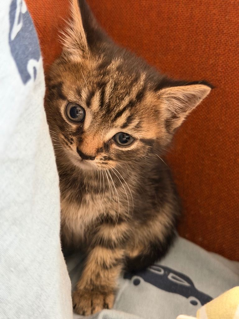 Cute kitten looking for a new home