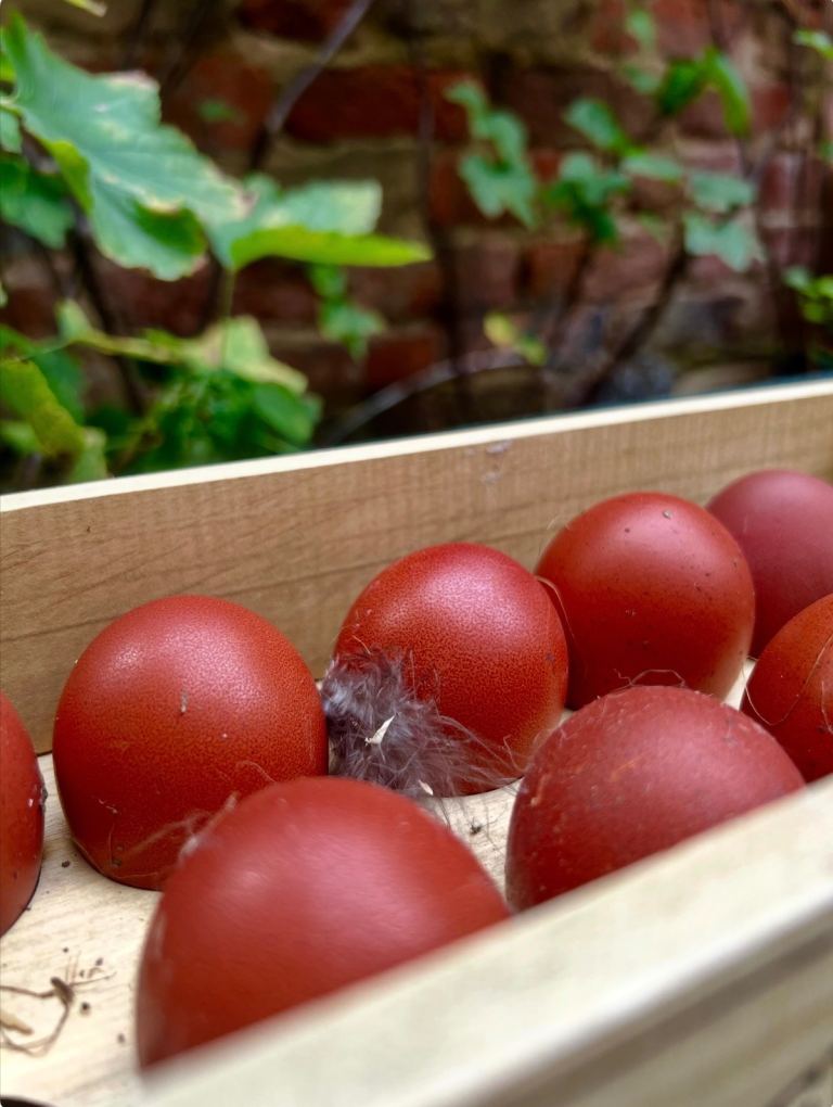 Olive Egger Hatching Eggs