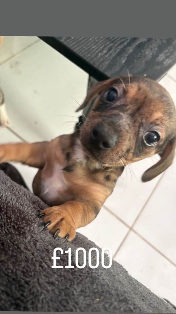 Cheweenies. Dachund 'X chiuahua
