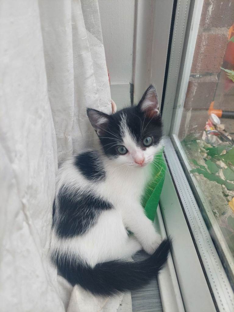 2 Kittens still looking for a loving home