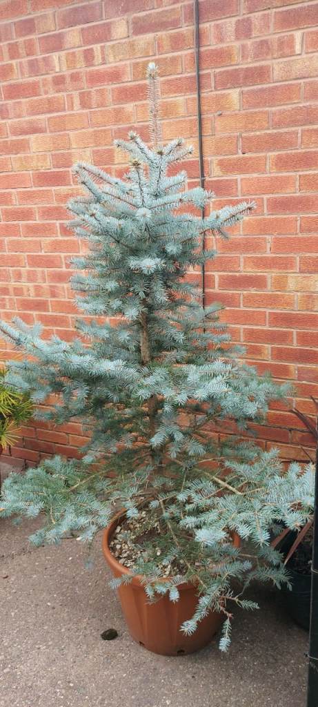 Blue spruce edith (picea pungens)