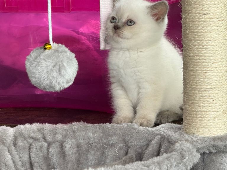 British shorthair kittens 