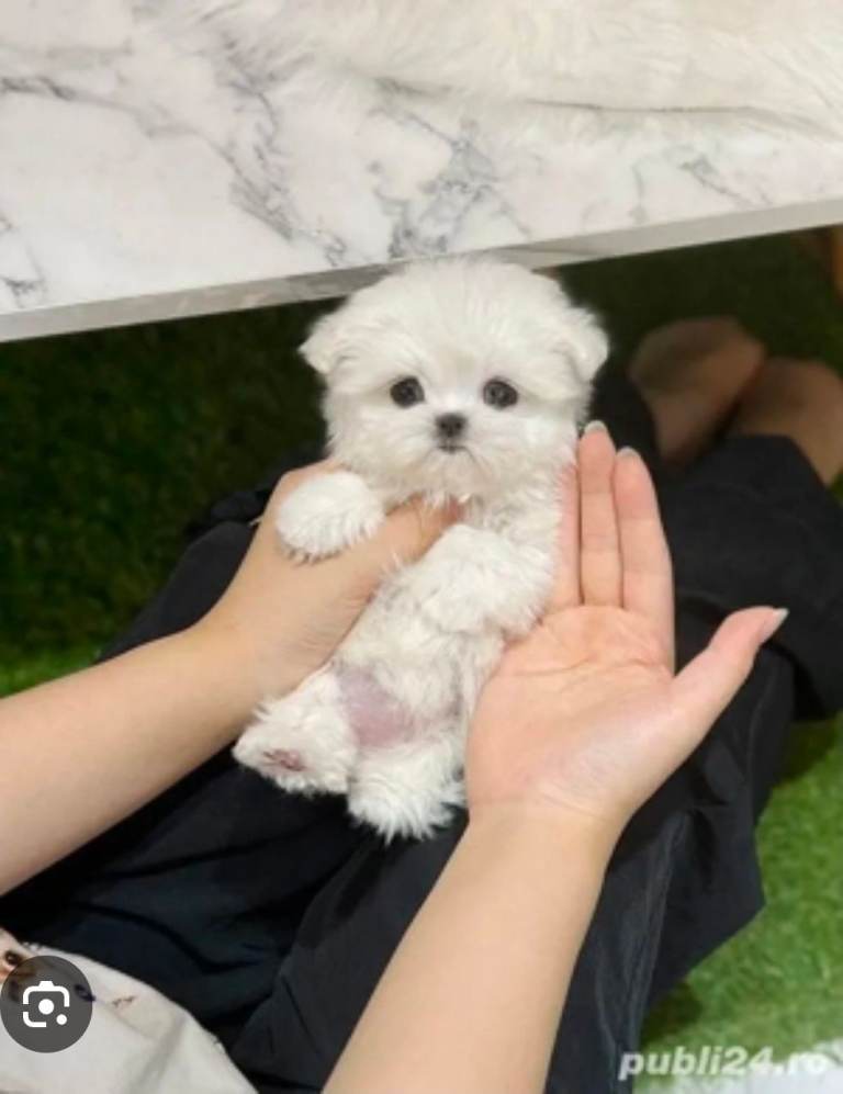 Bishon Maltese MinyToy Tea Cup