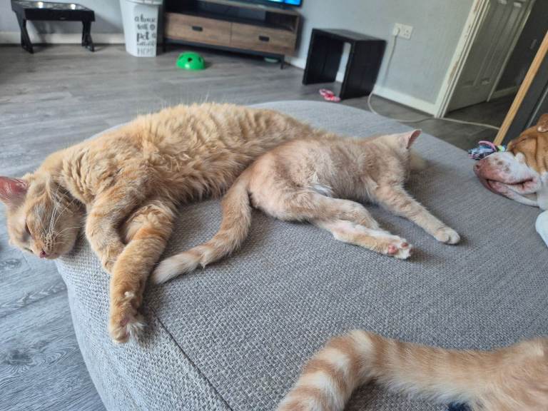 Creamy ginger male kitten