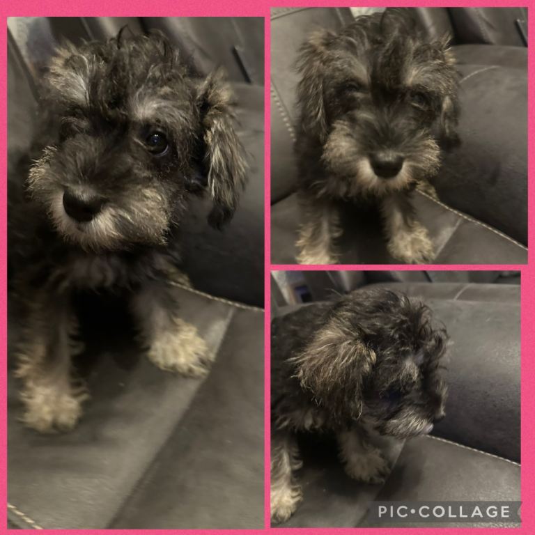 Schnoodle Puppy