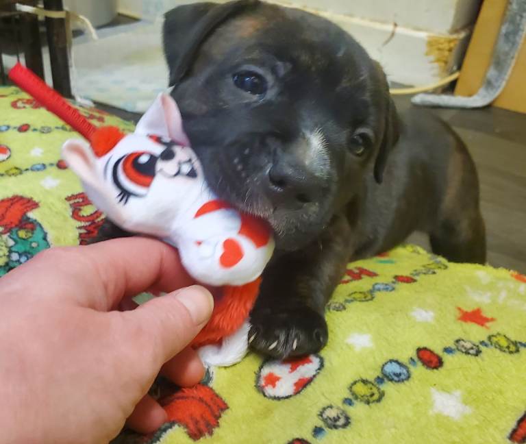 Staffordshire bull terrior pups staffy 