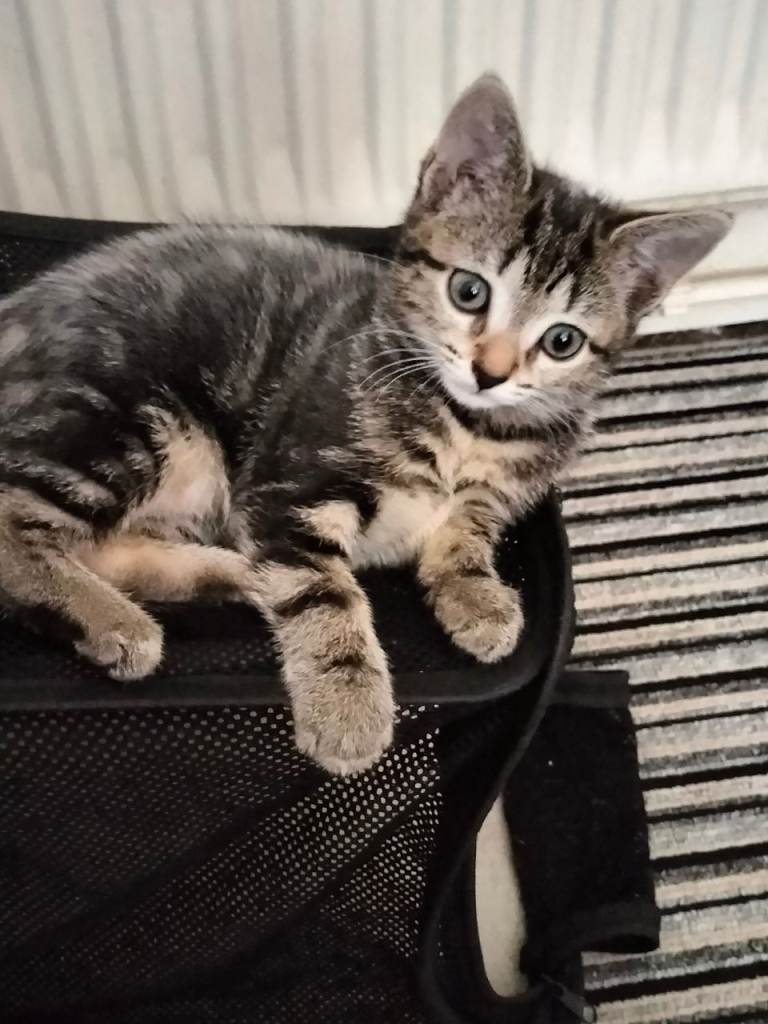 2 Beautiful fluffy sliver tabby kittens for sale