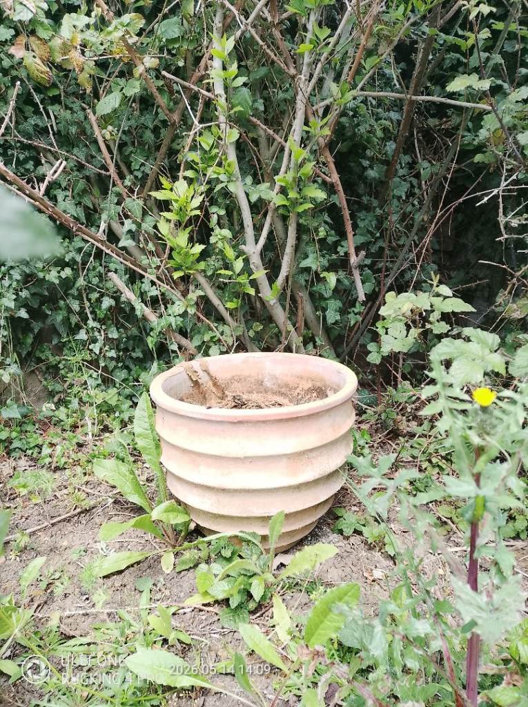 Pots for sales £10-£50 