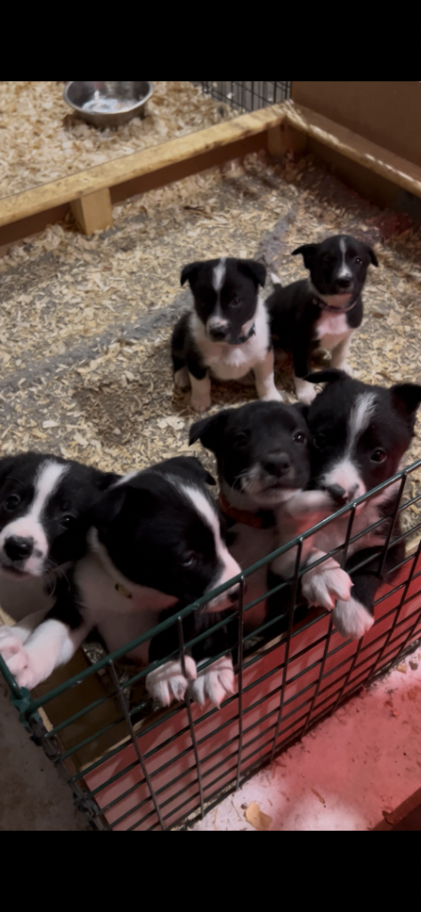 Working Collie Pups