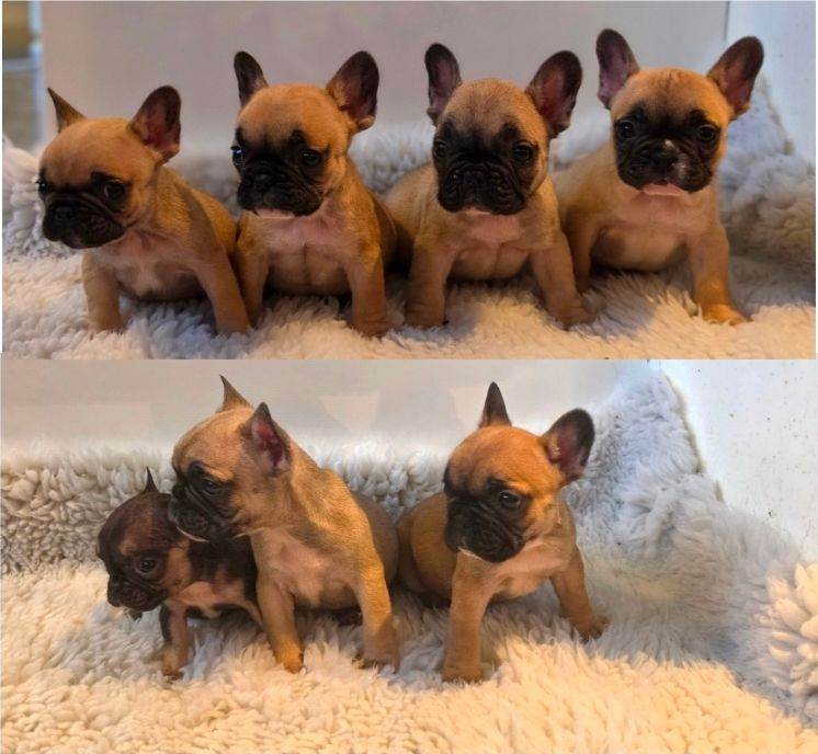 French bulldog puppies k c reg