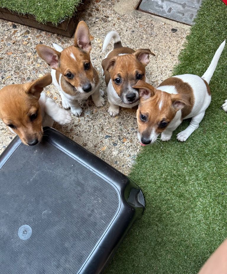     Short-legged Jack Russell Terrier Puppies