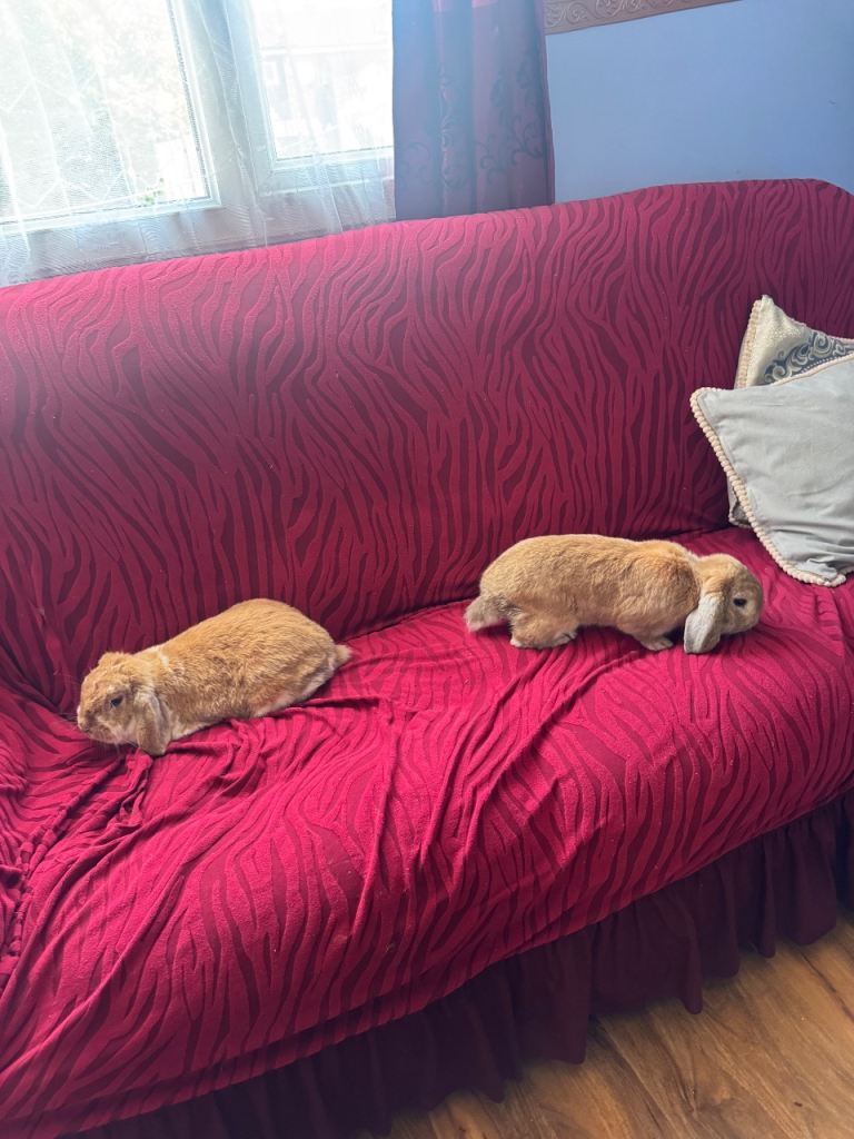 Beautiful rabbit pair with full setup 