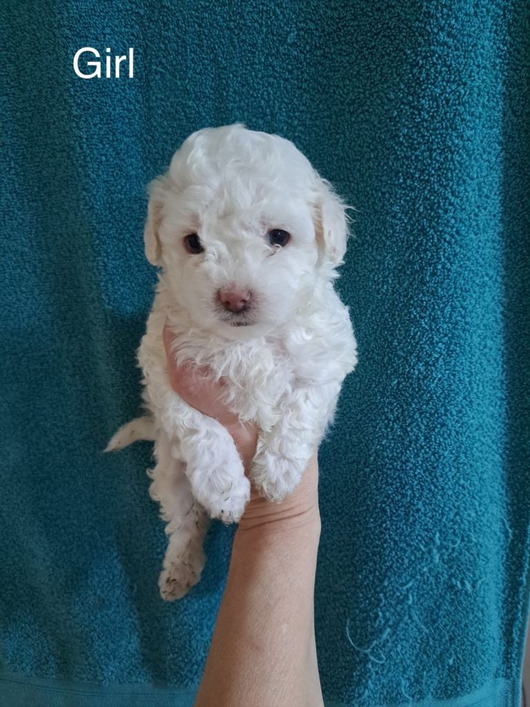 Maltipoo puppies