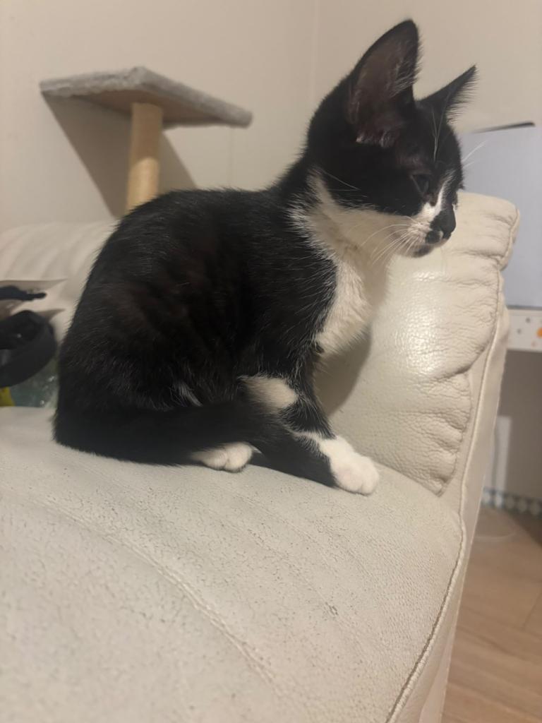 British short hair x kitten
