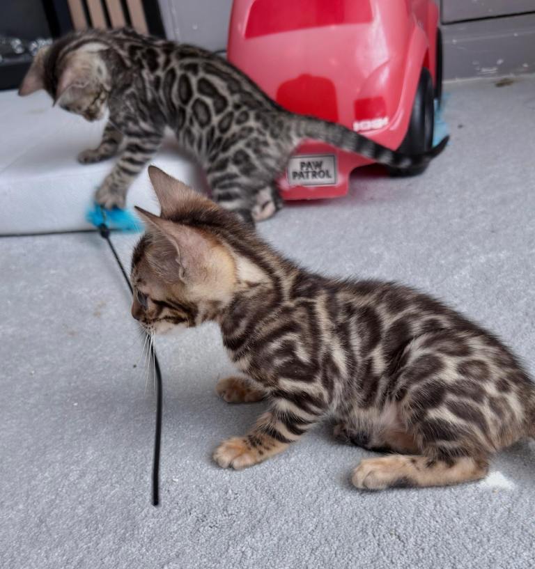 Bengal kittens