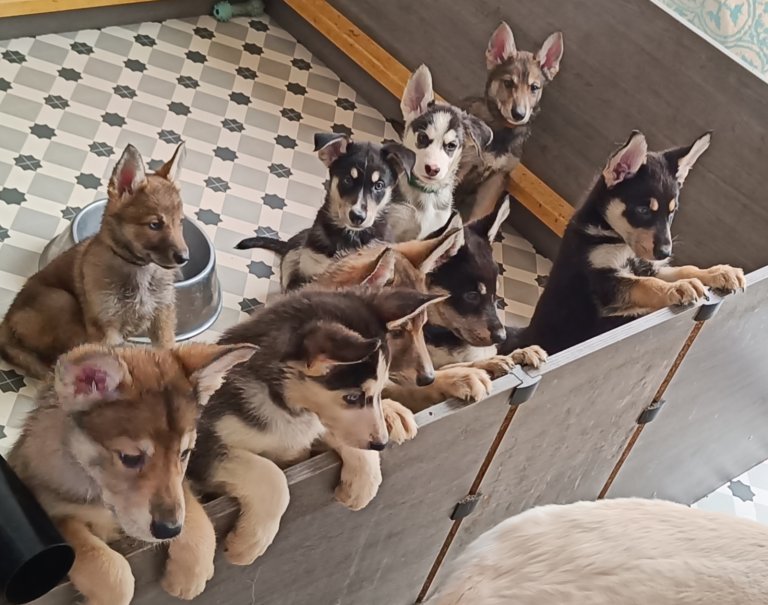 9x Gorgeous Shepsky Puppies available 31/01