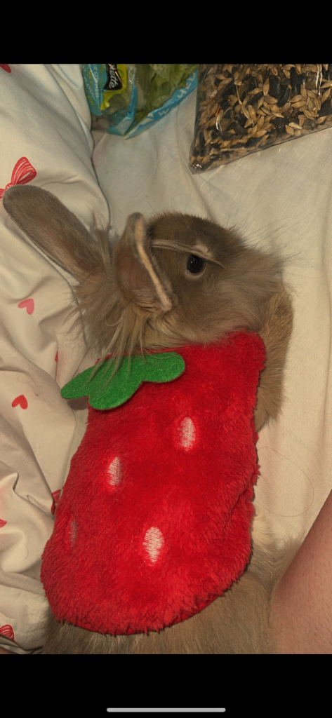 Lionhead / with cage etc