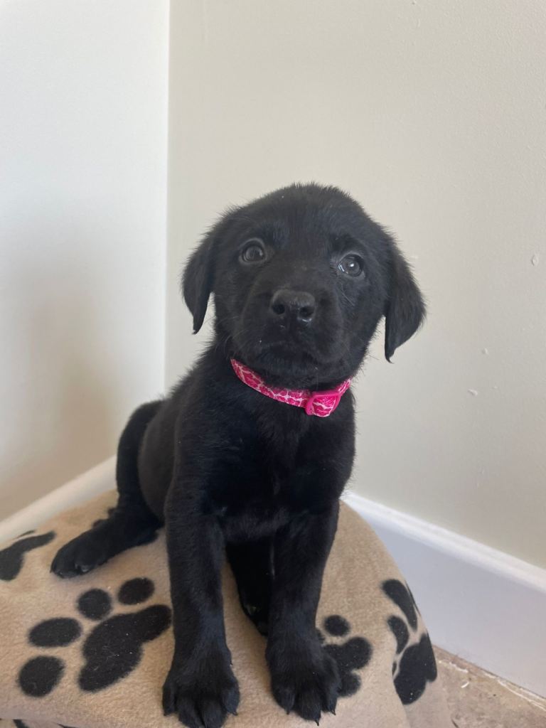 Labrador Puppies