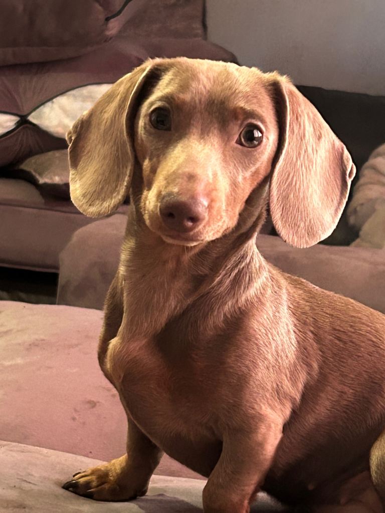 Red miniature dauchund 