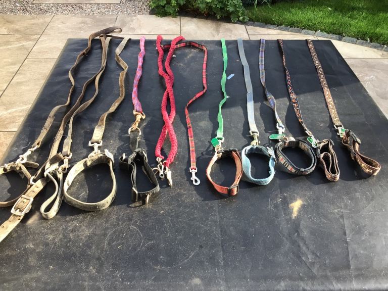 Assorted Dog Collars, Harnesses, and Leads for Various Breeds