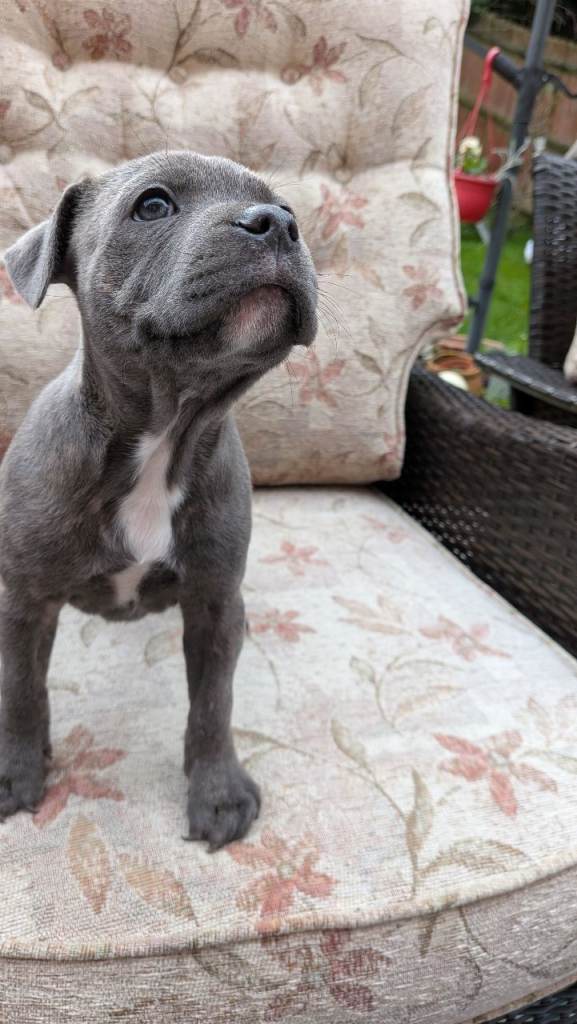 Blue brindle puppies 