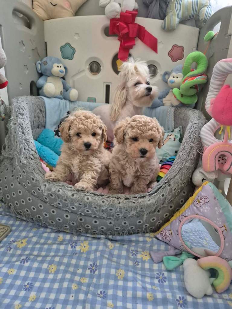 Maltipoo boys 