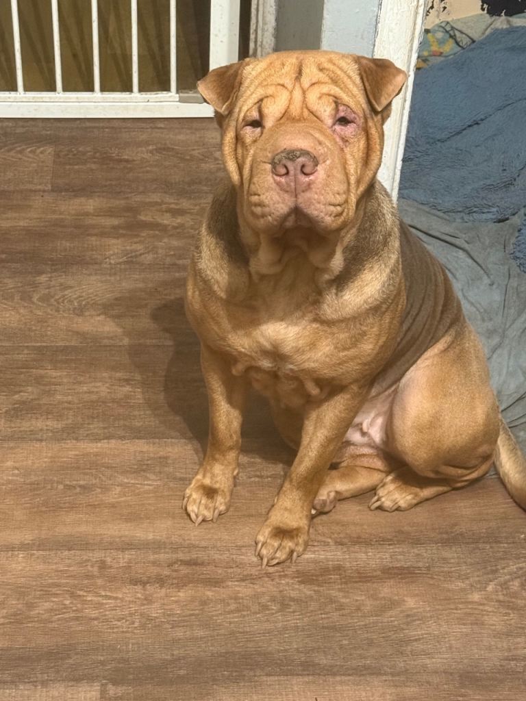 Shar pei