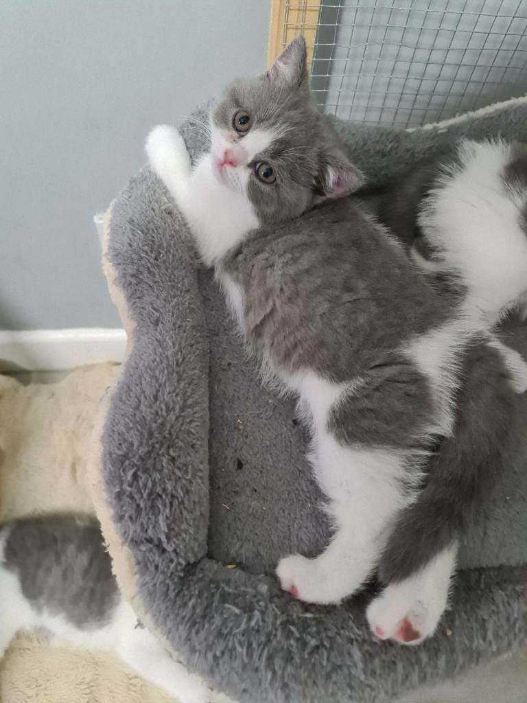 British shorthair kittens READY NOW