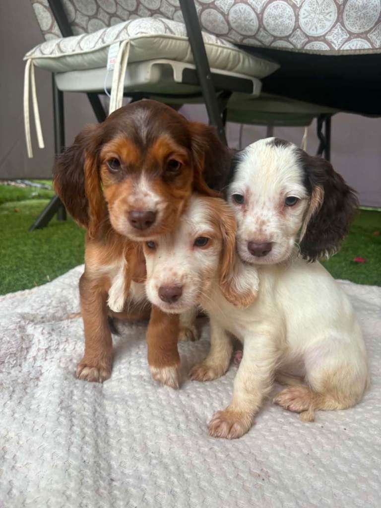 🐶 Cocker Spaniel Puppies – Ready 1st September! 🐶