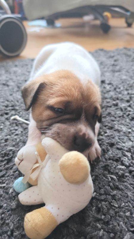 Sharpie cross frenchy puppy