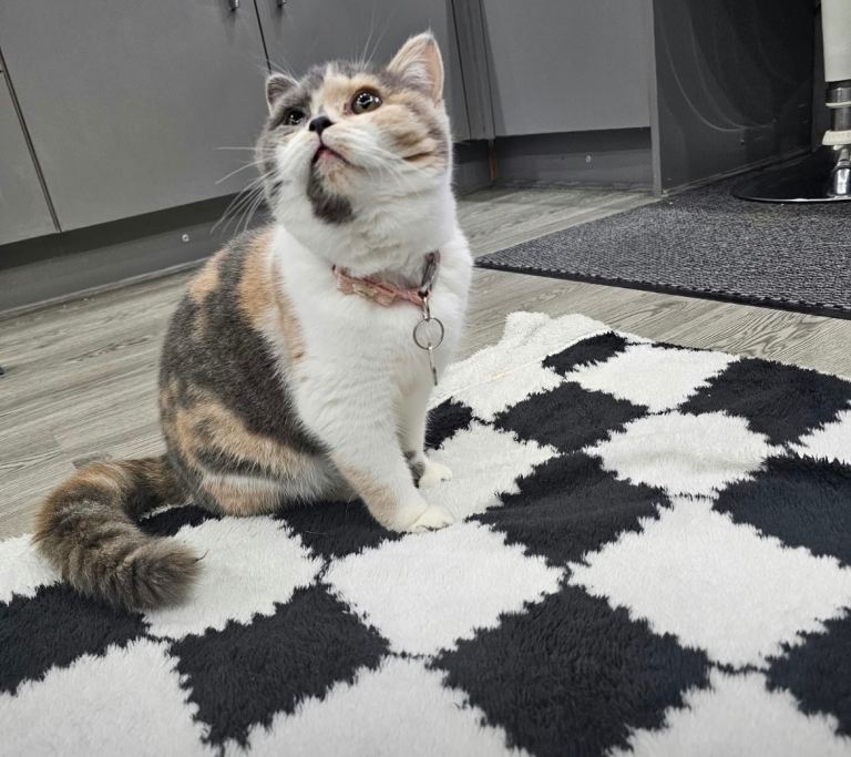 Stunning TICA REG 7 months Old Blue And White Tortie British Shorthair Girl