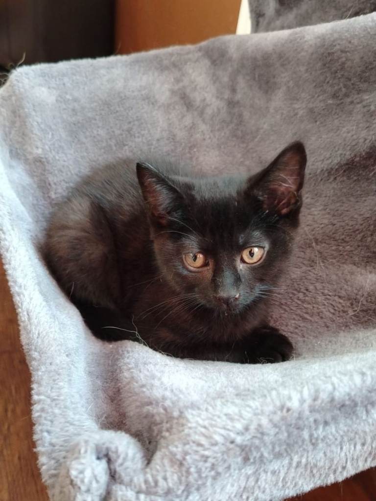 Last one left. 12-Week-Old Family-Raised Male Kitten Looking for Forever Home