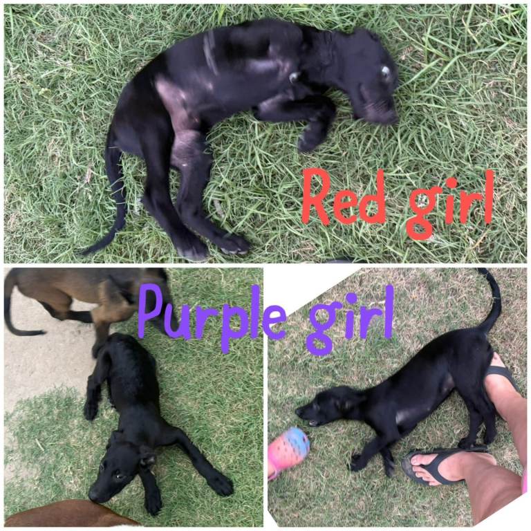 2 girl puppys for sale 