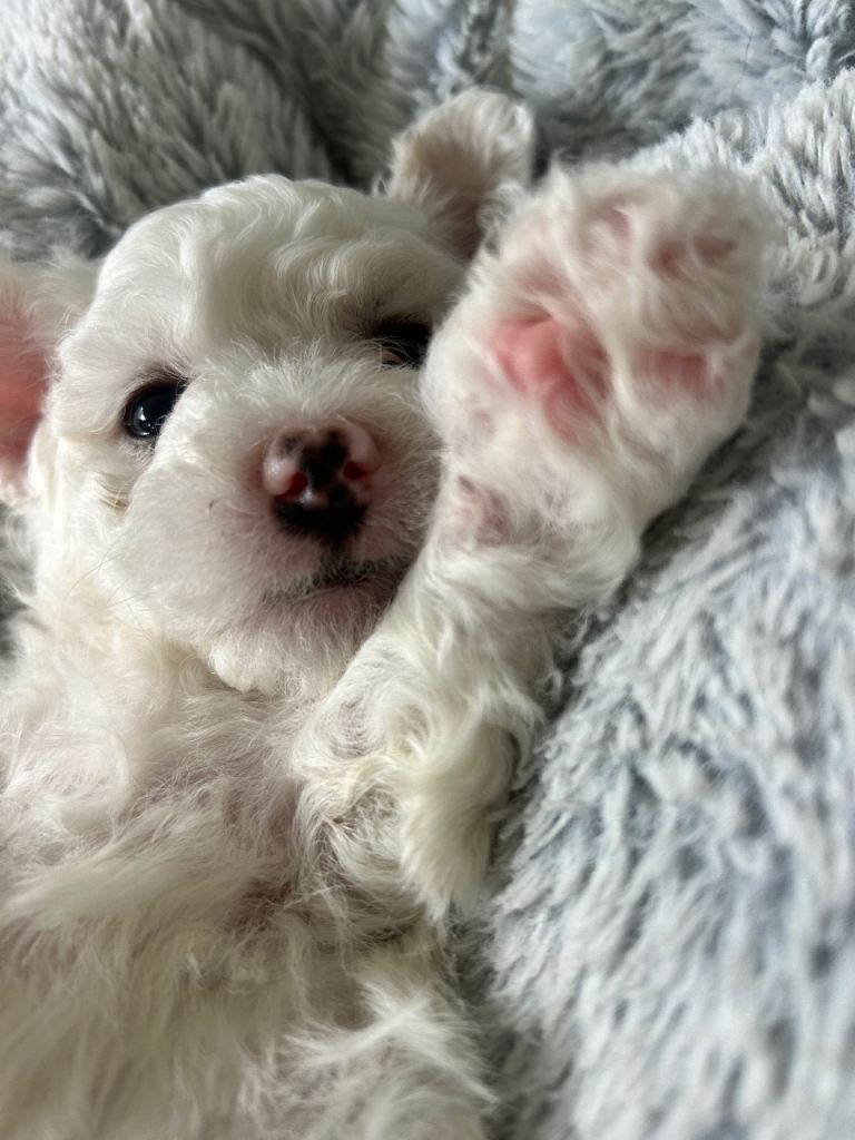Maltese cross Bichon 