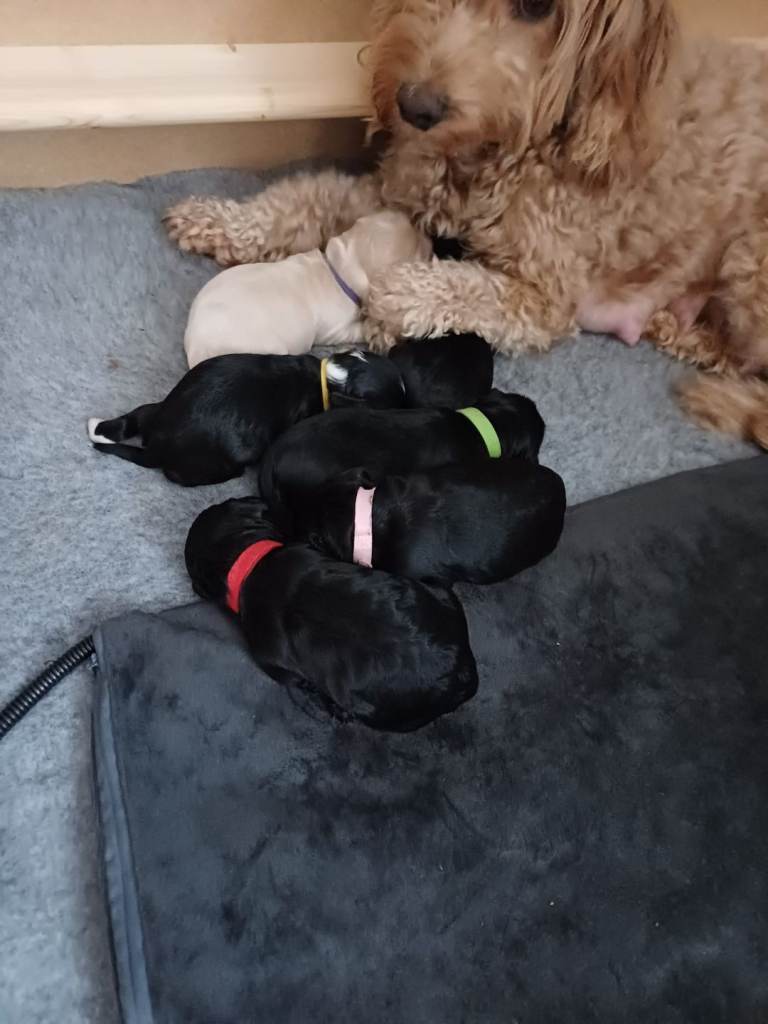 F2 miniature cockapoo puppies for sale