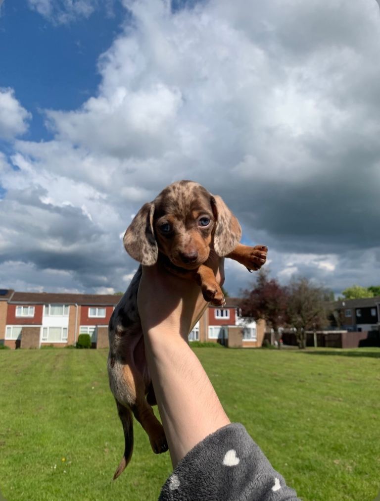 Dachshund puppies