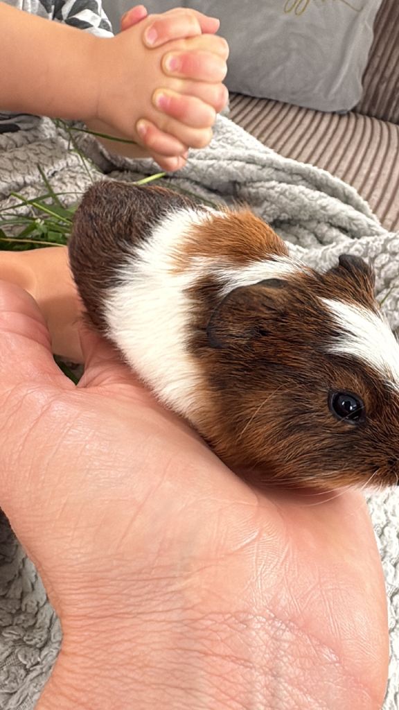 Baby guinea pigs 
